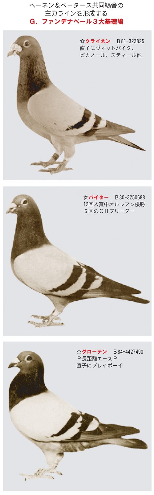 Famous Blood 銘血 銘鳩 鳩レース 格安ショップ - plastexpb.com.br